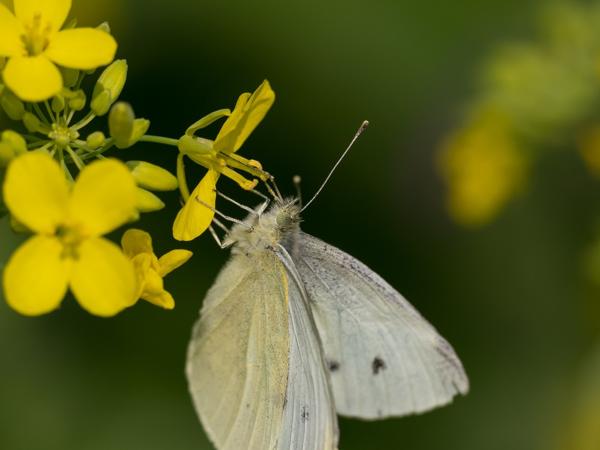 Klein koolwitje (Pieris rapae)